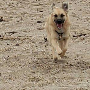 Meet your Posher, Heidi